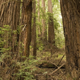 Muir Woods - San Francisco
