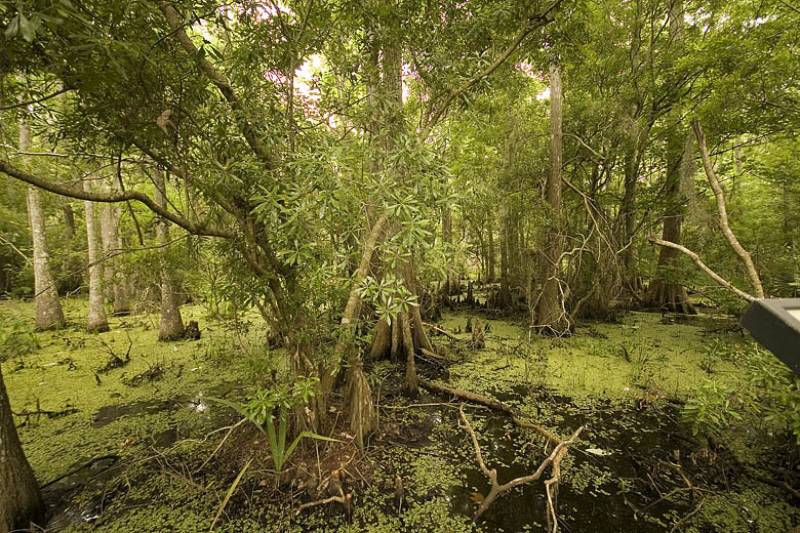 New Orleans Swamp