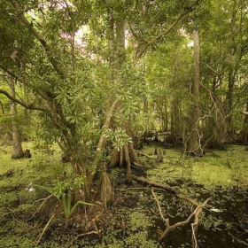 New Orleans Swamp