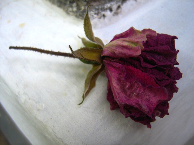 Dead rose
