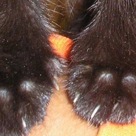 Paws