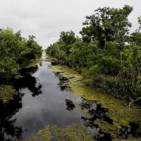 Mississippi bayou