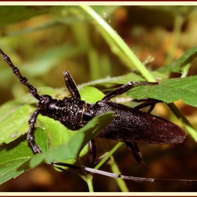 Сечко (Cerambyx cerdo)