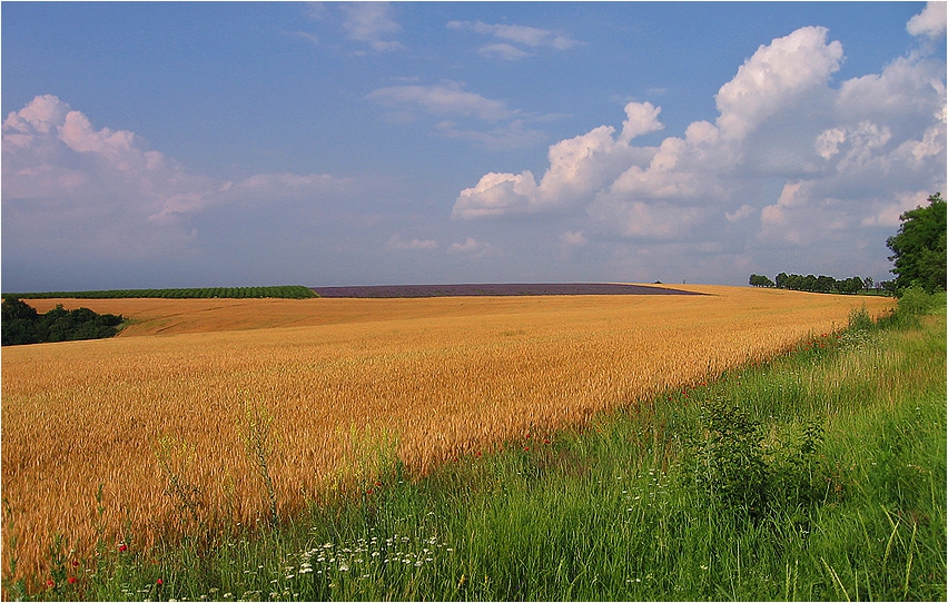 ...field...