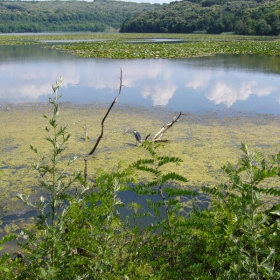 Водни лилии