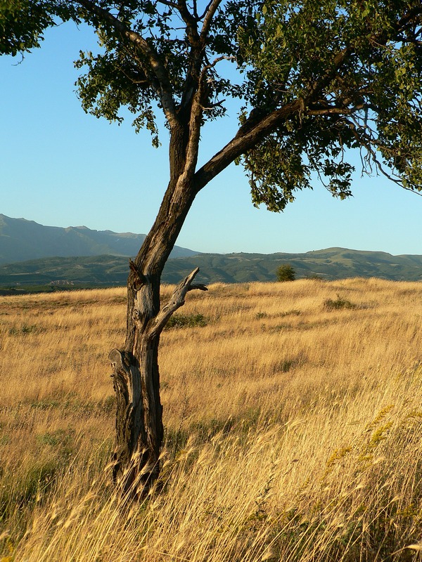 Country land