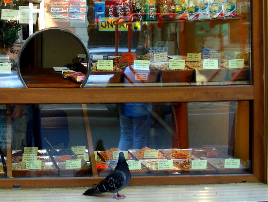 Pigeon's dreams