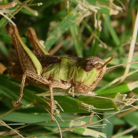 Скакауец