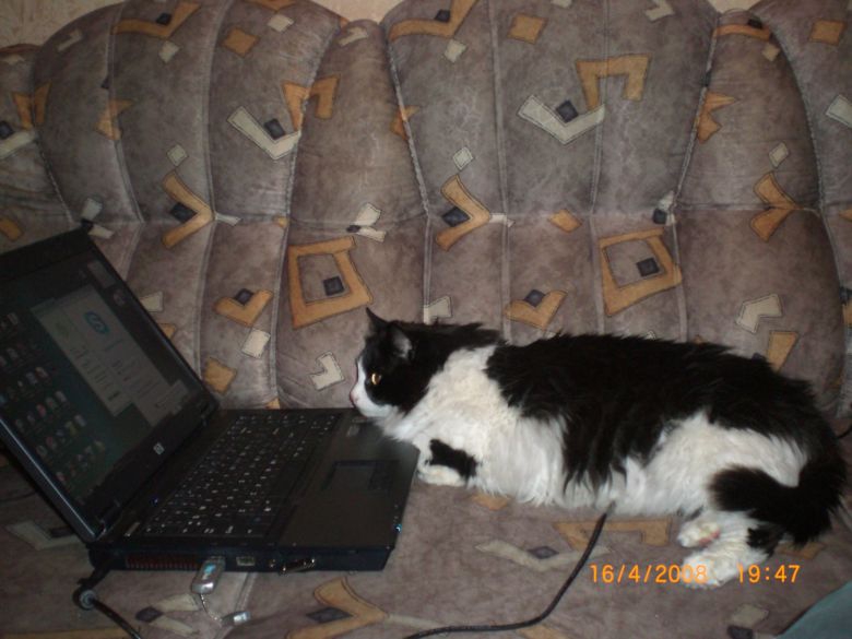 Коте Чочка иска всичко да знае