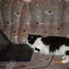Коте Чочка иска всичко да знае