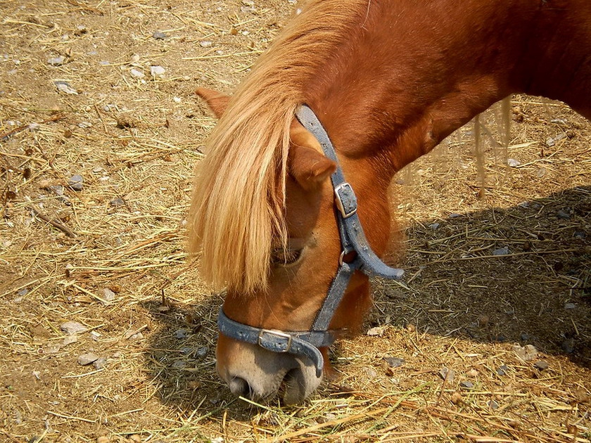 Pony