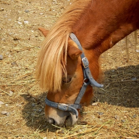 Pony