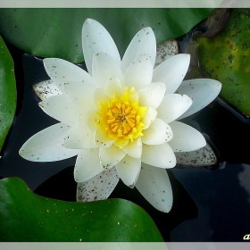 water lily