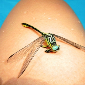 Dragonfly