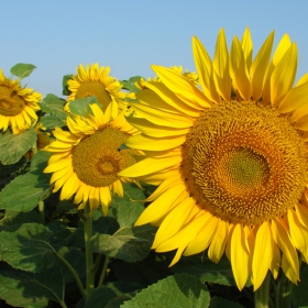 sunflowers