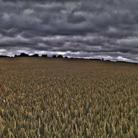 UK wheat HDR