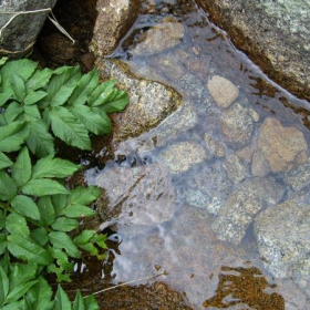 живата вода