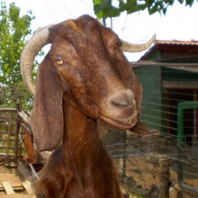 Laughing Goat