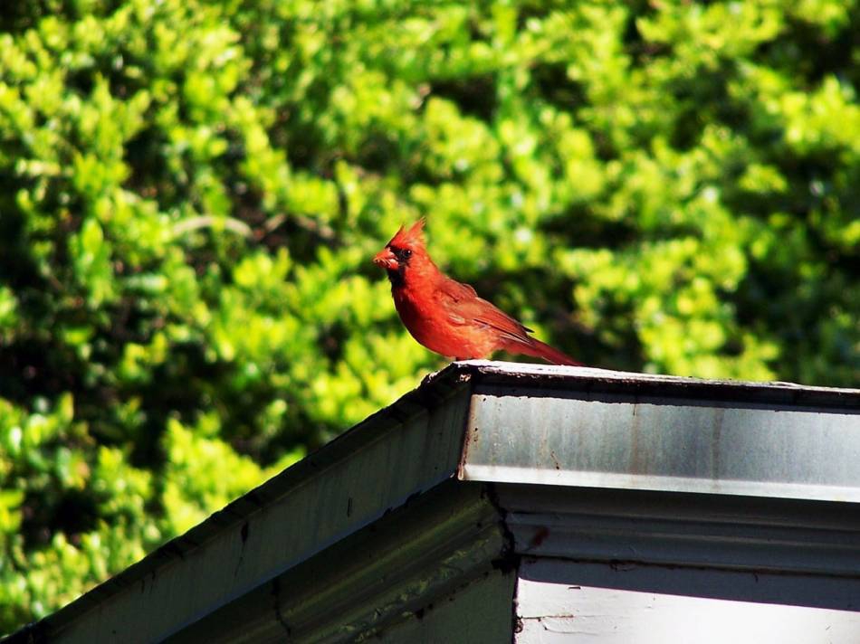 cardinal