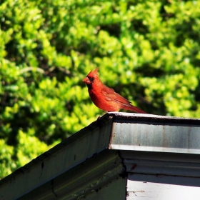 cardinal