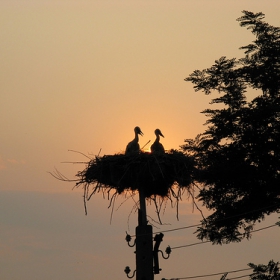 Contre-jour