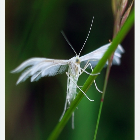 White angel