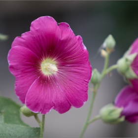 Alcea rosea L.