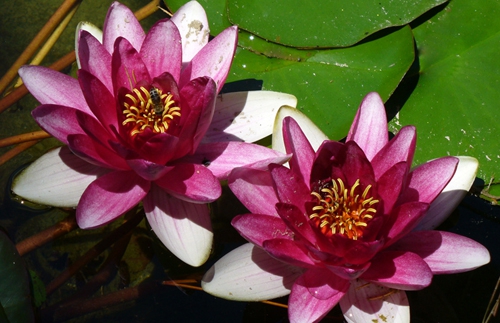 lilii