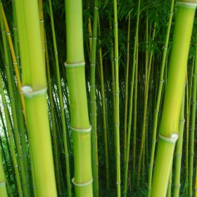 Bamboo