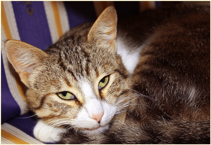 Котаракът Ангел