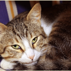 Котаракът Ангел