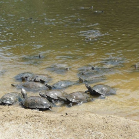 Костенурки