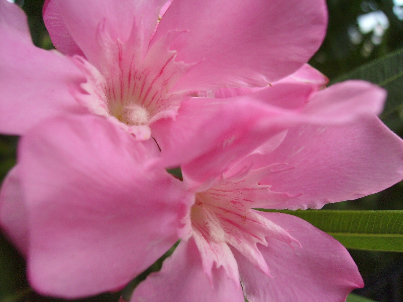 Close Up