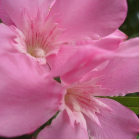 Close Up