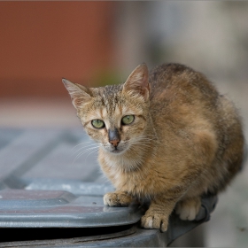 котка от Вароша