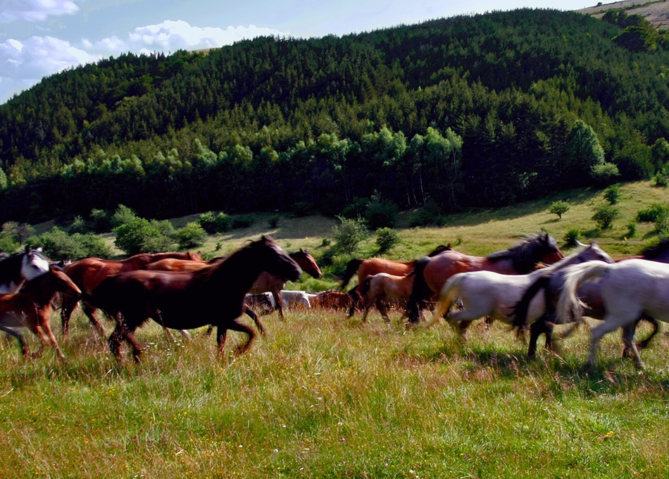 хергеле