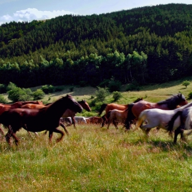 хергеле