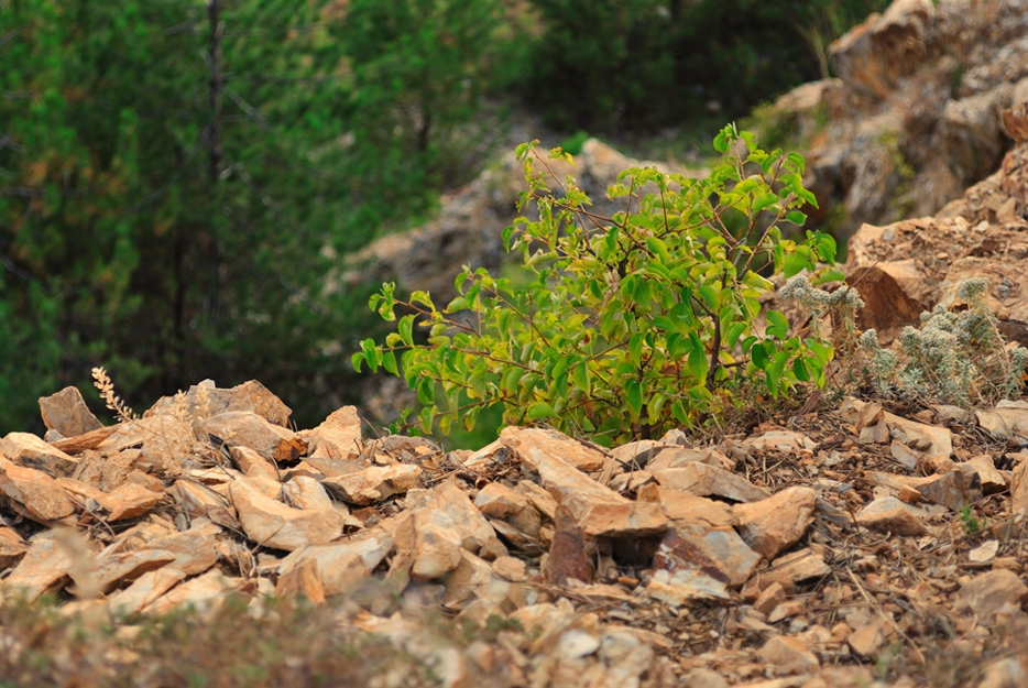 Still......Lonely on the Rocks