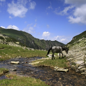 На гол камък трева пасло