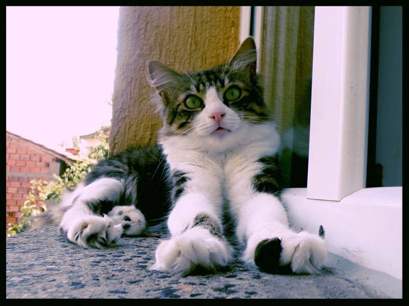 коте