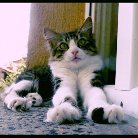 коте