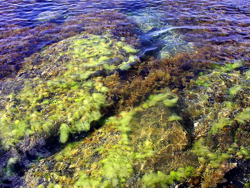 Морска флора
