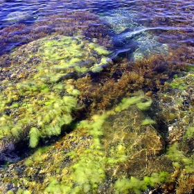 Морска флора