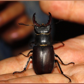 Бръмбар рогач (Lucanus cervus)