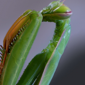 Mantis religioza (зелена богомолка)