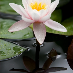 Nymphaea alba L.