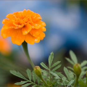 Tagetes patula  L.