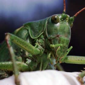 Tettigonia viridissima  (зелен скакалец)