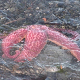 starfish