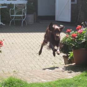 Flying Dog